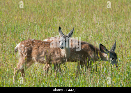 Maultier-Rotwild, Kitze, Odocoileus Hemionus, Yukon Wildlife Preserve, Kanada, Nordamerika, Tier, zwei junge Stockfoto