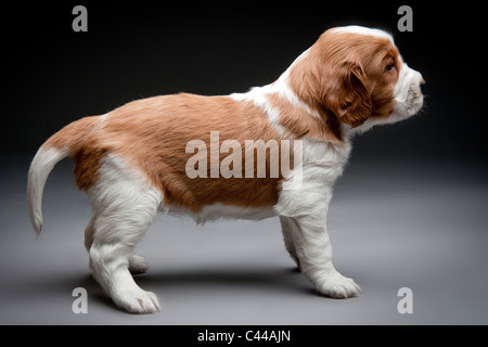 Welsh Springer Spaniel Welpen. Stockfoto