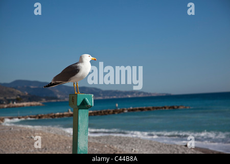 Möwe thront auf der Pole mit Blick auf das Wasser am Strand Stockfoto