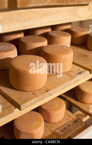 Käselaibe in Regalen Stockfoto