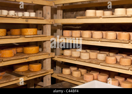 Eine Auswahl an Ziegenkäse Käselaibe in Regalen Stockfoto