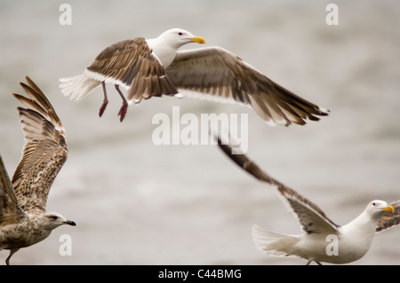 Drei Möwen im Flug Stockfoto