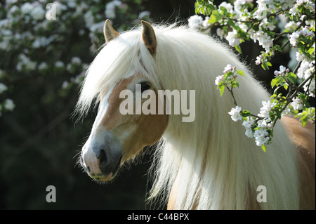 Haflinger-Pferd (Equus Ferus Caballus). Porträt einer Wallach mit langer Mähne neben einem blühenden Apfelbaum. Stockfoto
