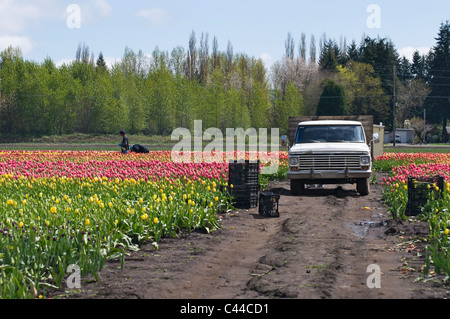 Arbeiten Sie LKW und Kisten zwischen Reihen von Tulpen in einem Feld mit ArbeiterInnen sammeln Tulpen im Hintergrund. Stockfoto