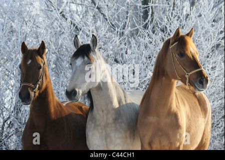 Paso Fino (Equus Ferus Caballus). Drei Stuten auf einer verschneiten Weide. Stockfoto