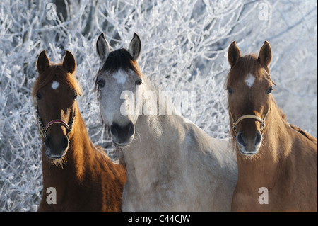 Paso Fino (Equus Ferus Caballus). Drei Stuten auf einer verschneiten Weide. Stockfoto