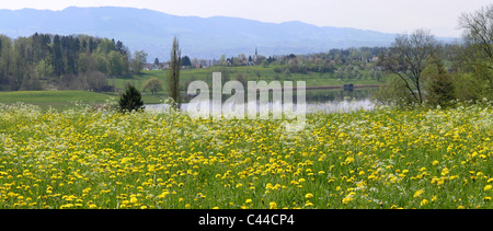 Bauernhof, Blumen, Frühling, Hombrechtikon, Kirsche Bäume, Bäume, Lutzelsee, See, Holz, Wald, Wiese, Seen, Kanton Zürich, Großbrit Stockfoto