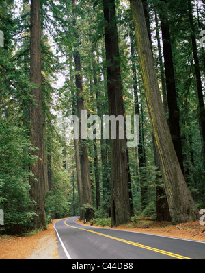 Amerika, Kalifornien, leere Straße, Urlaub, Humboldt Redwoods state Park, Redwood, Tourismus, Travel, Wahrzeichen, Bäume, Vereinigten Staaten Stockfoto