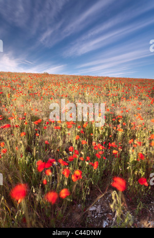 Mohn im Wind auf der South Downs National Park in der Nähe von Falmer, East Sussex, England, UK Stockfoto