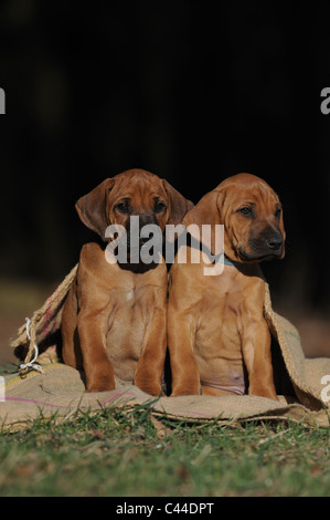 Rhodesian Ridgeback (Canis Lupus Familiaris). Zwei Welpen sitzen in meschotschek. Stockfoto