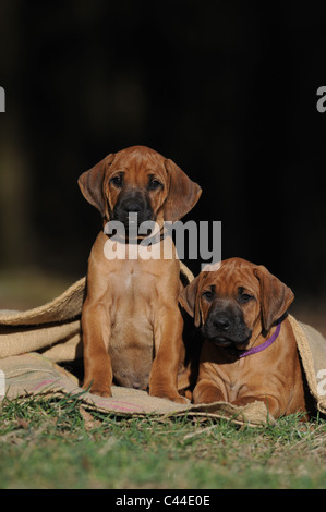 Rhodesian Ridgeback (Canis Lupus Familiaris). Zwei Welpen in meschotschek. Stockfoto