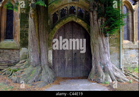 Eibe Bäume säumen Norden Tür von St. Edward-Kirche, Stow-on-the-Wold, Gloucestershire, England, UK Stockfoto
