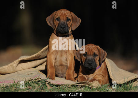 Rhodesian Ridgeback (Canis Lupus Familiaris). Zwei Welpen in meschotschek. Stockfoto