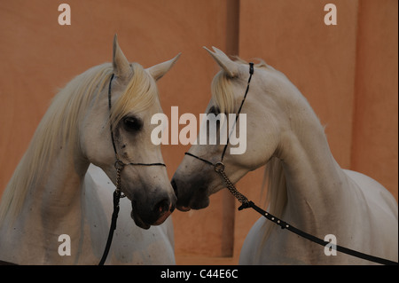 Arabisches Pferd (Equus Caballus Ferus). Zwei Stuten, die Kopf an Kopf, schnüffeln an einander. Stockfoto