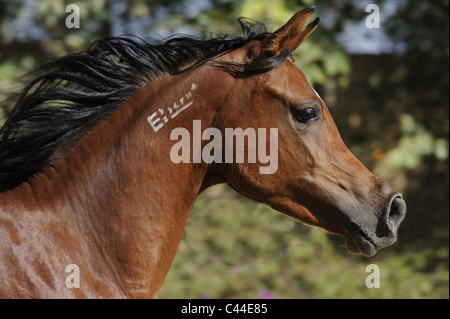 Reinrassigen arabischen Pferd (Equus Ferus Caballus), Porträt von einer Stute. Stockfoto