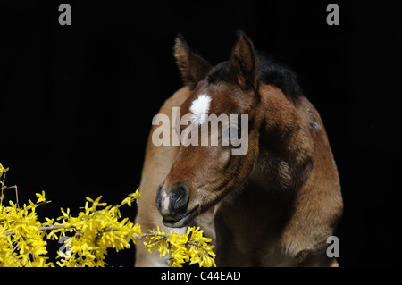 Reinrassigen arabischen Pferd (Equus Ferus Caballus). Bucht Fohlen schnüffeln an einem blühenden Forsythien. Stockfoto