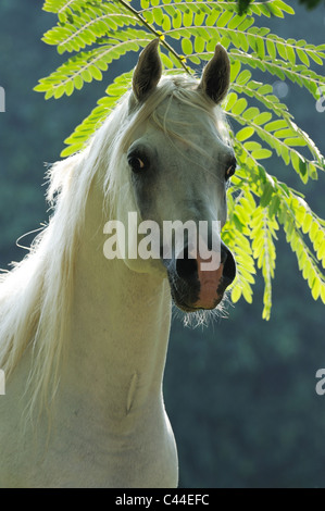 Reinrassigen arabischen Pferd (Equus Ferus Caballus), Porträt von einem grauen Hengst. Stockfoto