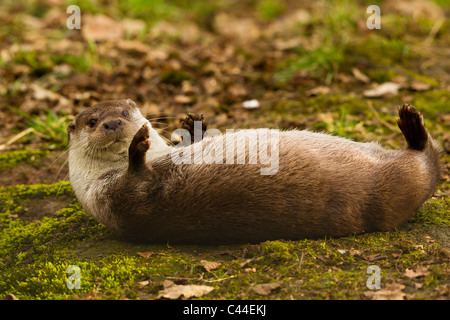 Fischotter (Lutra lutra) am Ufer des Flusses Stockfoto