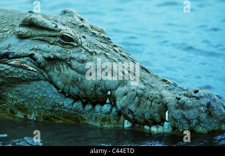 Krokodile am Lake Chamo, Arba Minch, Äthiopien, Afrika Stockfoto