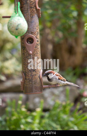 Spatz Essen Samen Muttern aus Garten Feeder Montrose Angus Schottland, Vereinigtes Königreich Stockfoto