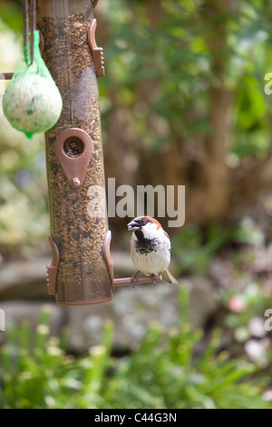 Spatz Essen Samen Muttern aus Garten Feeder Montrose Angus Schottland, Vereinigtes Königreich Stockfoto