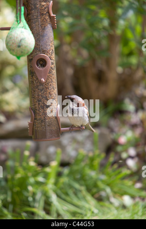 Spatz Essen Samen Muttern aus Garten Feeder Montrose Angus Scotland UK Stockfoto