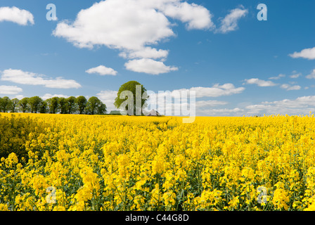 Landwirtschaft für Energiepflanzen (Rapesee Öl) am Stadtrand von Dublin. Stockfoto