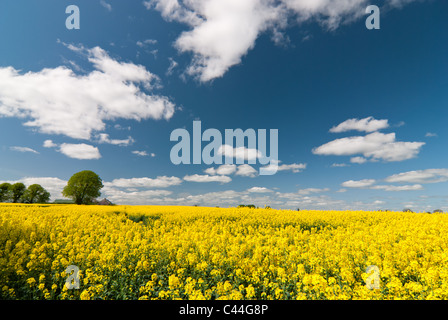 Landwirtschaft für Energiepflanzen (Rapesee Öl) am Stadtrand von Dublin. Stockfoto