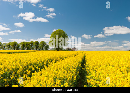 Landwirtschaft für Energiepflanzen (Rapesee Öl) am Stadtrand von Dublin. Stockfoto