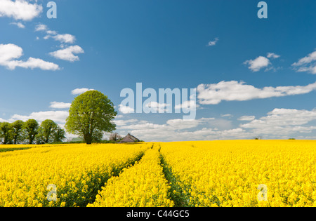 Landwirtschaft für Energiepflanzen (Rapesee Öl) am Stadtrand von Dublin. Stockfoto