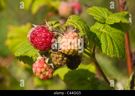 Reife und unreife Himbeeren und Blätter am Zweig Stockfoto