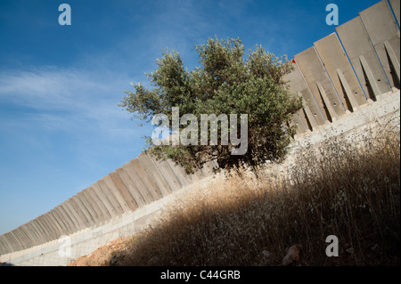 Ein Olivenbaum wächst neben der israelischen Sperranlage in der Nähe der West Bank von Bethlehem. Stockfoto