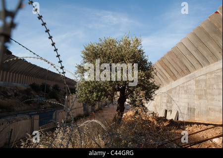 Ein Olivenbaum wächst neben der israelischen Sperranlage in der Nähe der West Bank von Bethlehem. Stockfoto