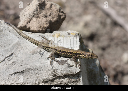 Wand-Eidechse Teil des Weges durch vergießen seine Haut, Podarcis muralis Stockfoto