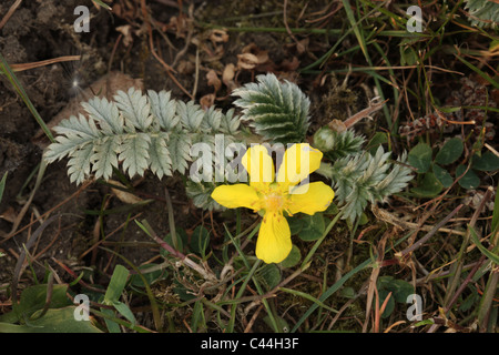 Blumen und Blätter der Pflanze Silverweed, Potentilla heisses Stockfoto