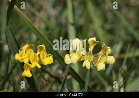 Horseshoe Vetch Hippocrepis comosa Stockfoto