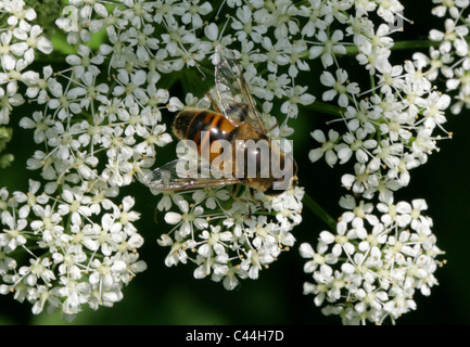 Hoverfly oder Drohne fliegen, Eristalis Tenax, Syrphidae, Diptera. Eine häufige Art von Hoverfly. Männlich. Stockfoto