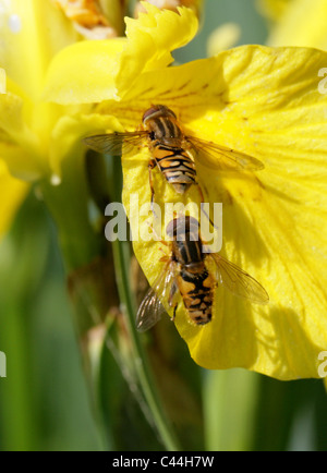 Sun Hoverfly, gestromt Hoverfly oder gestreiften Hoverfly Helophilus pendelnden, Syrphidae, Diptera. Weibliche (oben) und männliche (siehe unten). Stockfoto