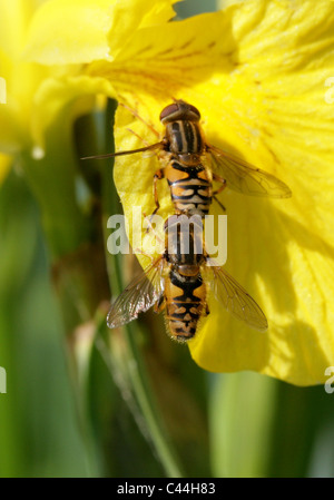 Sun Hoverfly, gestromt Hoverfly oder gestreiften Hoverfly Helophilus pendelnden, Syrphidae, Diptera. Weibliche (oben) und männliche (siehe unten). Stockfoto