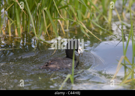 Blässhuhn Waterhen in Teich in Saskatchewan, Kanada Stockfoto