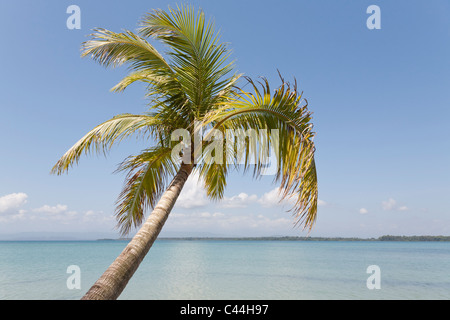 Boca Del Drago Strand, Isla Colon, Bocas Del Toro, Panama Stockfoto