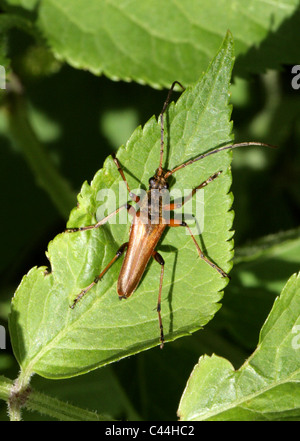 Variable Long-gehörnte Käfer, Stenocorus Meridianus, Lepturinae, Cerambycidae, Coleoptera Stockfoto