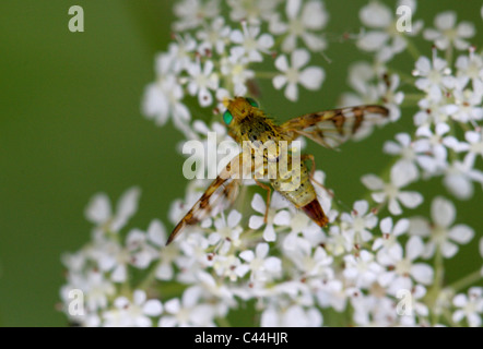 Bild-Flügel Fruit Fly, Terellia Tussilaginis, Morgan, Diptera Stockfoto