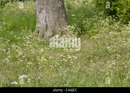 Eine Fülle von schönen zarten weißen Blüten Kuh Petersilie Stockfoto