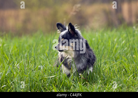 Alert langhaarige Chihuahua sitzen auf Wiese in Floyd County, Indiana Stockfoto