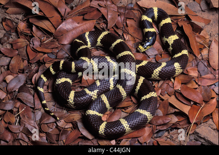 Lampropeltis Getula Californiae, kalifornische Kingsnake, Küsten Form, Los Angeles Stockfoto