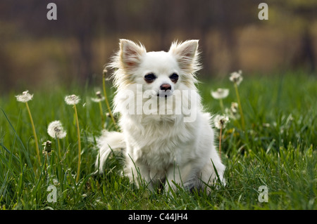 Alert langhaarige Chihuahua sitzen auf Wiese in Floyd County, Indiana Stockfoto