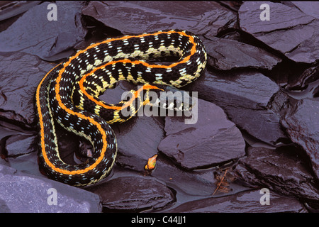 Schwarzhals-Garter Snake, Thamnophis Cyrtopsis, Texas Stockfoto