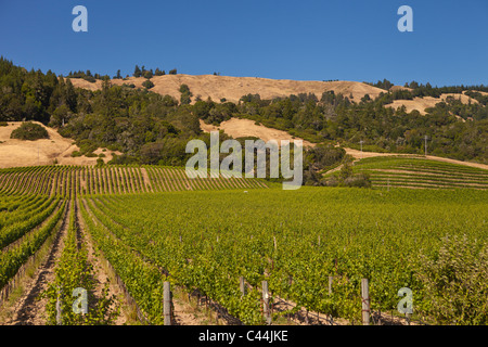 BOONVILLE, Kalifornien, USA - Weinkulturlandschaft in Mendocino County. Stockfoto