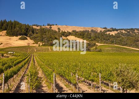 BOONVILLE, Kalifornien, USA - Weinkulturlandschaft in Mendocino County. Stockfoto